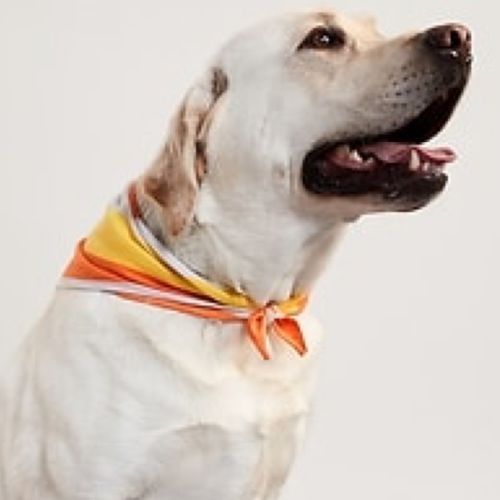 Candy Corn Halloween Bandana for Pets